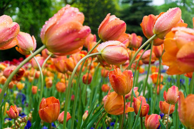 Tulips during rainy season