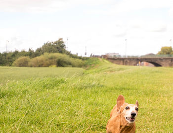 View of a dog on field