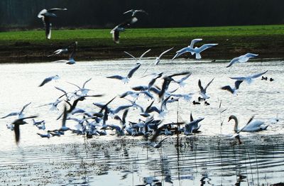 Birds flying over lake