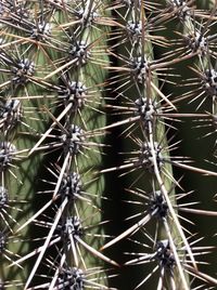 Close-up of plant against blurred background