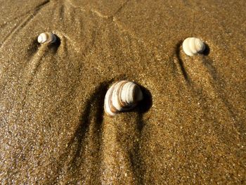 Close-up of seashell on sand at beach