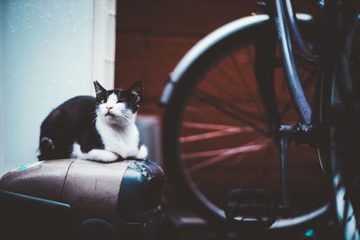 Cat sitting in a car