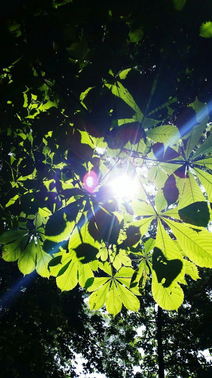 tree, sun, leaf, low angle view, growth, sunlight, sunbeam, lens flare, branch, nature, green color, tranquility, beauty in nature, bright, day, sunny, outdoors, no people, close-up, plant