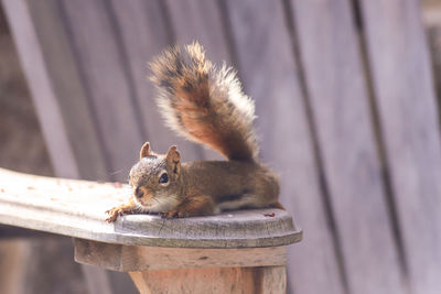 Close-up of squirrel on wood