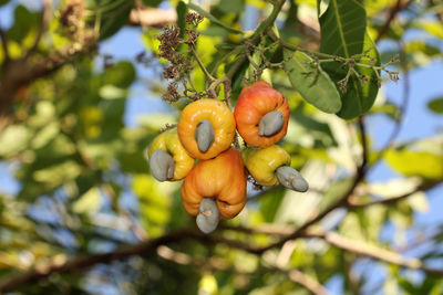 Low angle view of fruits growing on tree