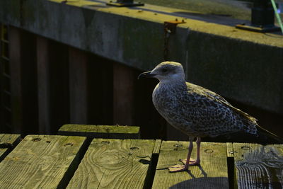 bird