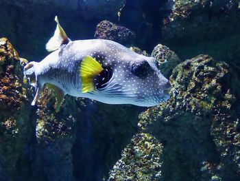 Close-up of fish swimming in aquarium