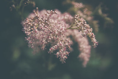 Close-up of fresh pink flowers blooming on tree