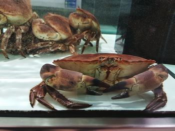 Close-up of crab in plate on table