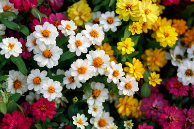 Close-up of yellow flowering plants in park