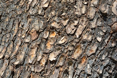 Full frame shot of tree trunk