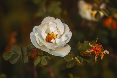 Close-up of white rose