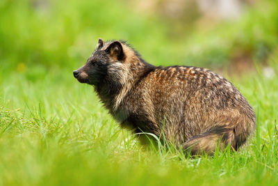 Close-up of an animal on grass