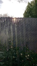 Plants growing by fence against sky