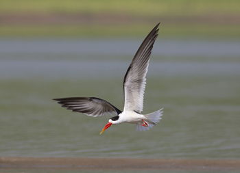 View of bird flying