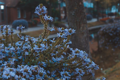 Close-up of purple flowering plant