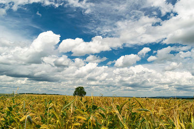 Scenic view of agricultural field against sky