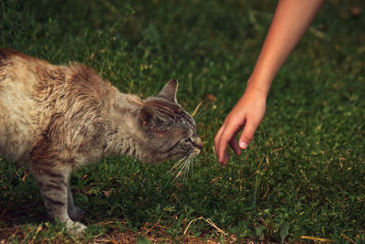 Cat sniff the hand