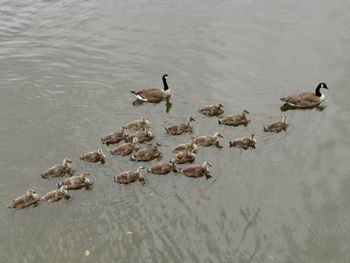 High angle view of ducks swimming in lake