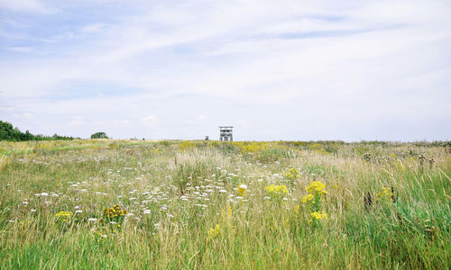 Scenic view of grassy field against sky