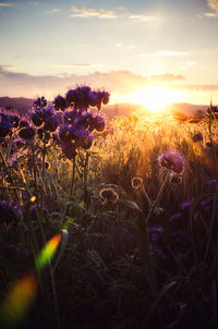 Purple flowers on field against sky at sunset