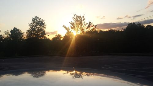 Sun shining through trees