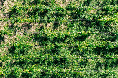 Full frame shot of fresh green plants