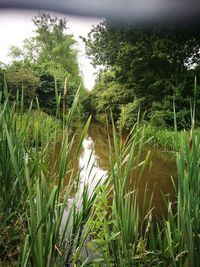 Plants growing by lake against sky