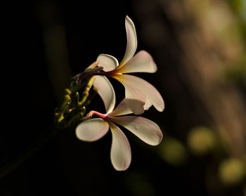 Close-up of white flowering plant