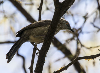 Close-up of bird perching on branch