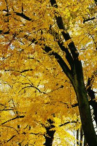 Low angle view of trees