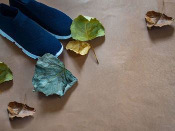 High angle view of leaves on table