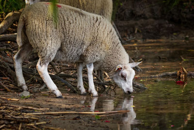 Sheep drinking water in a lake
