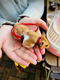 Cropped hand of woman holding stuffed hamster