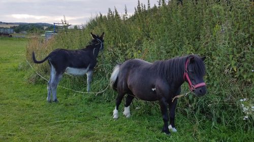 Horses standing on field against sky