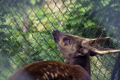 Close-up of cat on chainlink fence