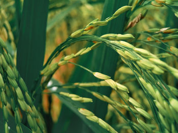 Close-up of crops growing on field