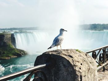 Bird perching on a sea