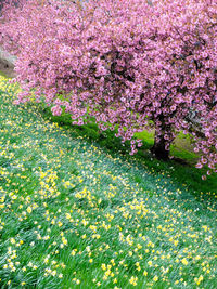 Flowers blooming on field