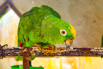 Close-up of parrot perching on metal