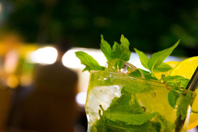 Close-up of drink on leaf