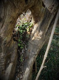 Plants growing on tree trunk