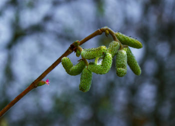 Close-up of buds growing on plant