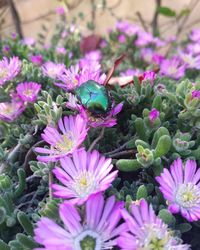 High angle view of bee on purple flowers