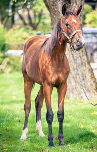 Close-up of horse standing on field