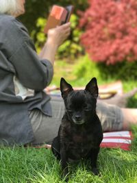 Close-up of dog sitting at lawn with woman in background