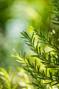 Close-up of fresh green plant