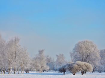 Trees on snow covered land against sky