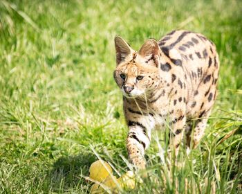 Close-up of a cat on grass