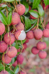Close-up of berries growing on tree